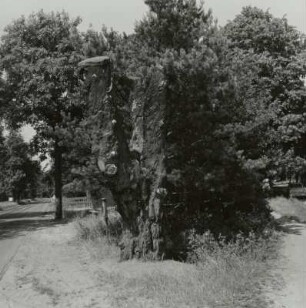 Naturdenkmal "Hedemicke"