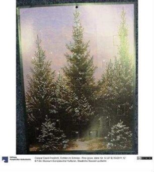 Fichten im Schnee - Pine grove