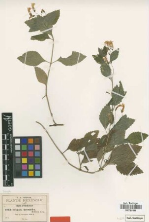 Stemodia macrantha B.L.Rob. [isotype]