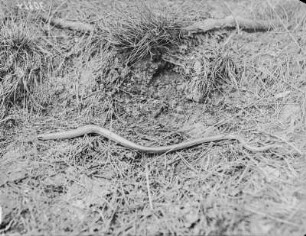 Blindschleiche : Blindschleiche (Angius fragilis Linnaeus).