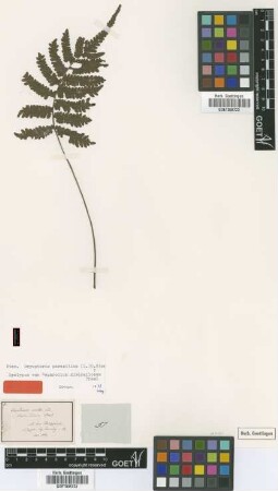 Nephrodium diversilobum C.Presl [syntype]