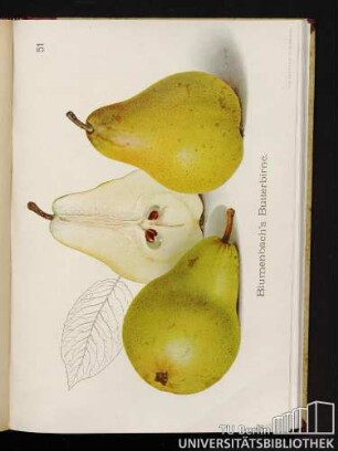51. Blumenbach's Butterbirne.
