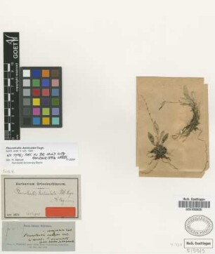 Pleurothallis denticulata Cogn. [isotype]