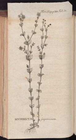 Hypericum japonicum