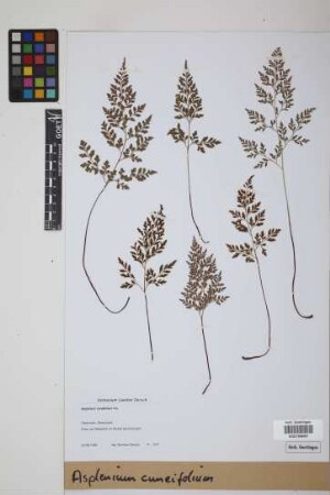 Asplenium cuneifolium Viv.