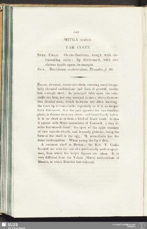 Mitra scabra. Tab. CCCCI