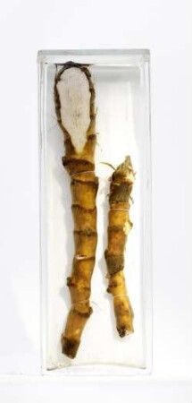 Colocasia esculenta (L.) Schott aus Westafrika