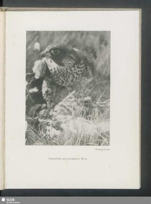 Wanderfalke auf geschlagener Beute