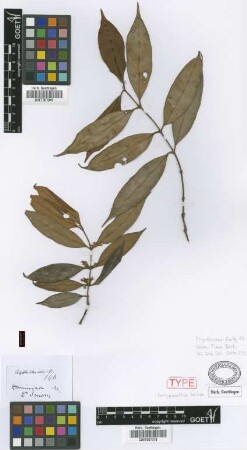Calyptranthes sericea Griseb.