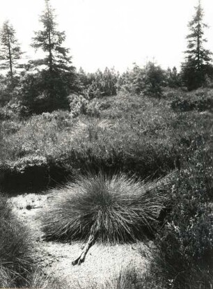 Böhmisches Erzgebirge. Gottesgaber Moor (Božídarské rašeliniště). Blatthorst des Scheidenwollgrases (Eriophorum vaginatum)