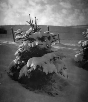 Fichte im Winter