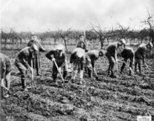 Deutsche Kriegsgefangene bei landwirtschaftlicher Arbeit hinter der Front