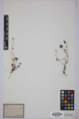 Medicago denticulata Willd.