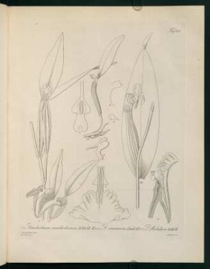 118r-118v, Dendrobium xantholeucum...
