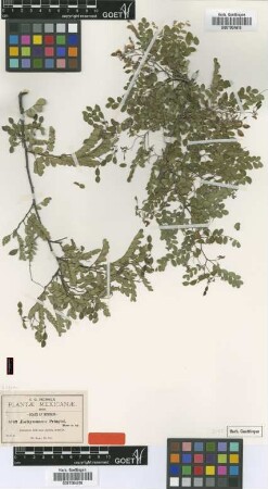 Aeschynomene pringlei Rose [type]