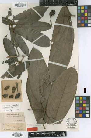 Ampelodaphne macrophylla Meissn. [syntype]