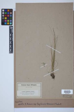 Isoetes velata tegulensis (Genn.) Trabut
