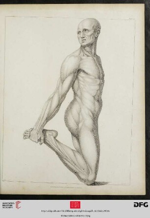 Plate 33 [Männliche Akt (kniend)]