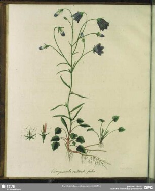 Campanula Rotundifolia. Rundblättriges Glöckchen