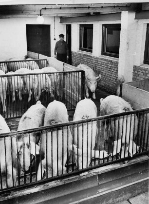 Bauernhof bei Hohenraden. Schweinezucht. Schweine werden aus dem Stall in die Außenboxen getrieben