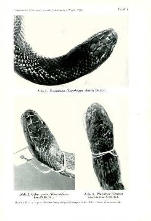 Tafel I: Abb. 1: Mussurana [...]. Abb. 2: Cobra preta [...]. Abb. 3: Pfeilotter [...]