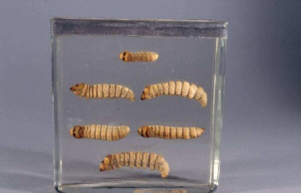 Witchetty Grubs, larvae