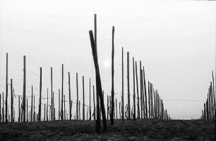 Batzenberg: Untergehende Sonne hinter Weinstöcken
