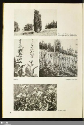 Hoch ragt der Wacholderbaum von Obergettengrün in den Sommerhimmel