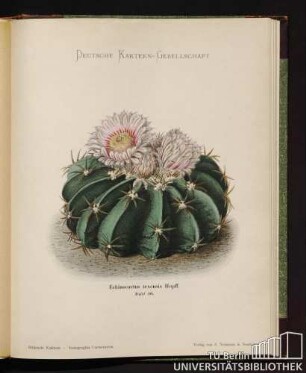 Echinocactus texensis Ilopff.