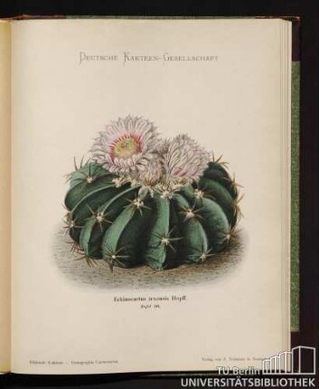 Echinocactus texensis Ilopff.