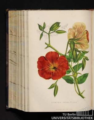 Bignonia Grandiflora.