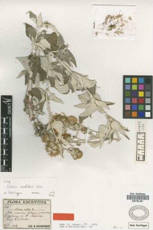 Liabum candidum Griseb. [holotype]