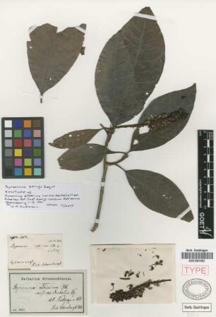 Byrsonima altissima DC. var. occidentalis Nied.