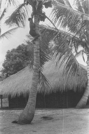 Im Namgarutal : Dorflandschaft mit einer Hütte und Kokospalmen, auf die ein Dorfbewohner klettert.
