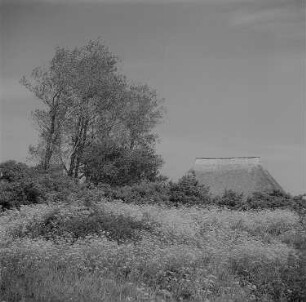Ummanz-Waase-Wusse. Fischerbauernkate