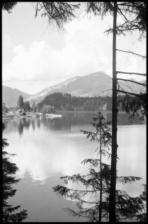 Gosaumühle: Hallstätter See, mit Baum im Vordergrund