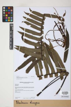 Blechnum divergens (Kunze) Mett.