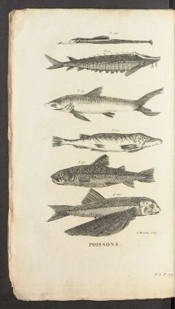 Tafel: Poissons.