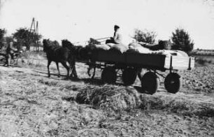Fotografie: Kartoffel, Transport, Zweiachsanhänger, Pferdeanspannung