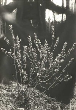 Echter Seidelbast (Daphne mezereum), auch Echt-Seidelbast, Gewöhnlicher Seidelbast oder Kellerhals. Blühender Strauch bei Meißen