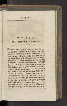 Taf. VII. Fig. 34-38. Asiatische Schaaf-Raten.
