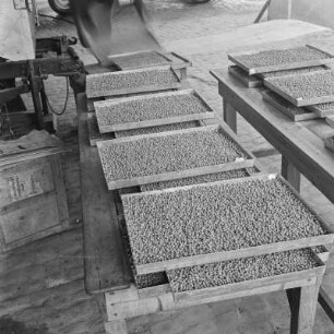 Konservenfabrik Gifhorn, Metallbleche mit enthülsten Erbsen