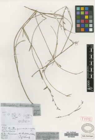 Chiropetalum tricuspidatum (Lam.) A.Juss. var. angustifolium Griseb.[holotype]