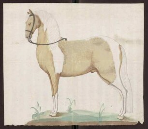 Isabell-Schimmel, kolorierte Zeichnung eines Pferdes