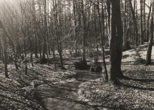 Brandenburg-Neumark. Im Zanzetal (heute Polen). Die Zanze (Santoczna) schlängelt sich durch Buchenwälder