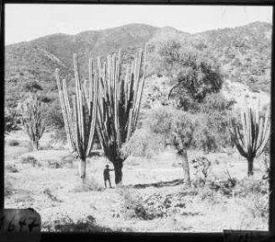 Trockenvegetation mit Carapari und Quebrachoblanco bei Huertas, Provinz Campero