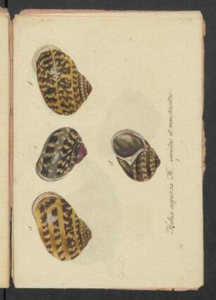 helix aspersa M.