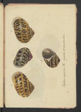 helix aspersa M.