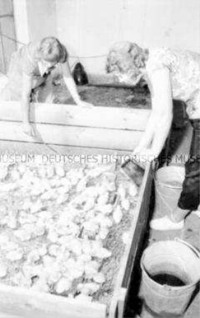 Entenküken aus der Zucht des VEG Lietzen (Kr. Seelow)
