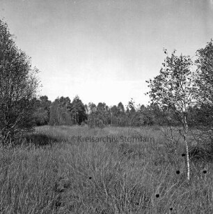 Nienwohlder Moor: Naturschutzgebiet: Renaturierung: Blick über Moorfläche mit Gräsern: vorn Birken: im Hintergrund Sträucher und Bäume